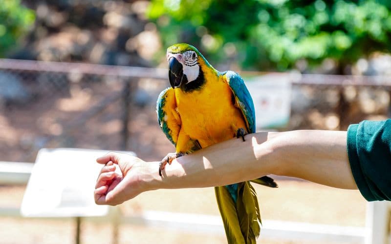 Billet Delphinarium de Dubaï : billets pour le spectacle d'oiseaux exotiques de Creek Park