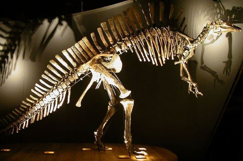 Billets pour le Musée d'Histoire Naturelle de Venise