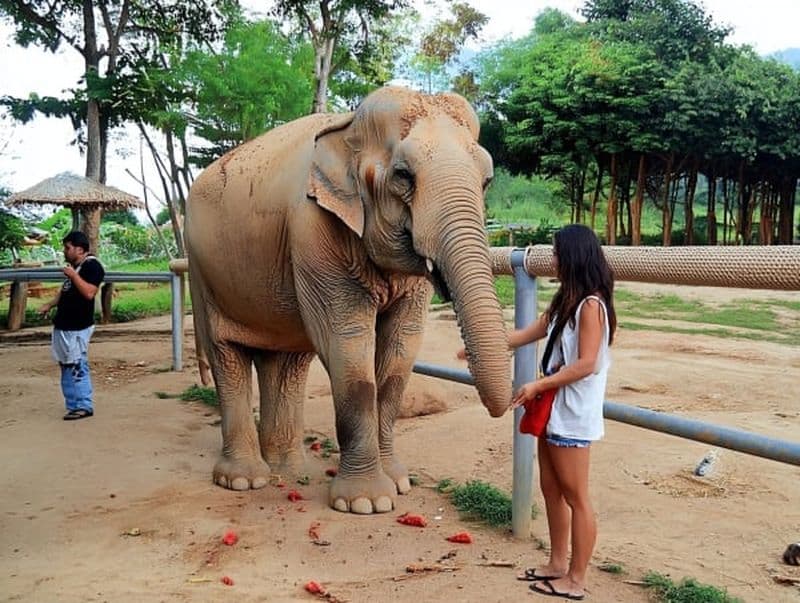 Visite du sanctuaire des éléphants à Pattaya