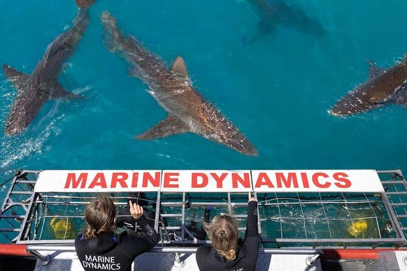 Billet Expérience de plongée en cage avec des requins à Hermanus