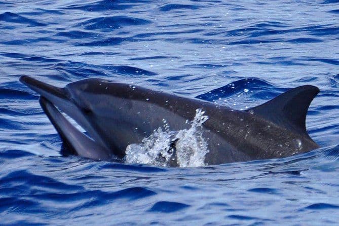 Billet Croisière d'observation des dauphins à l'Île Maurice