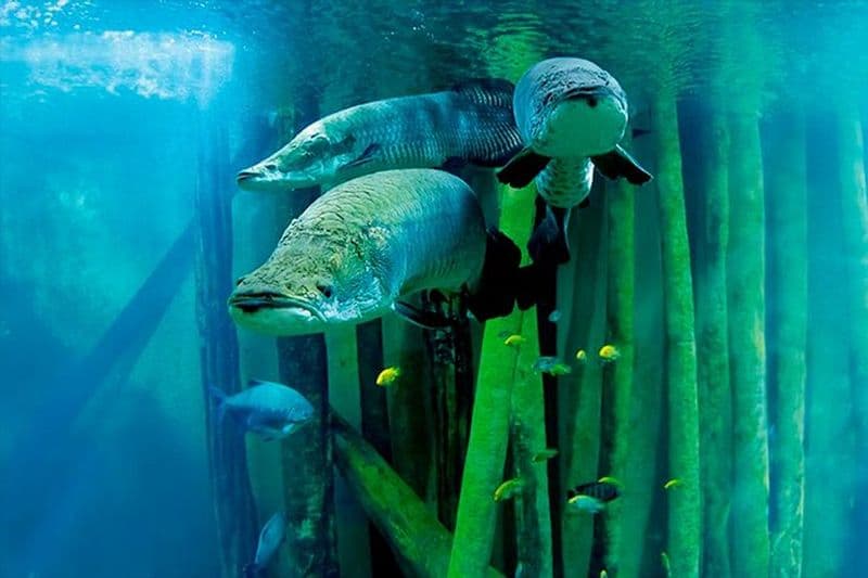 Billet Billets pour l'aquarium de Saragosse