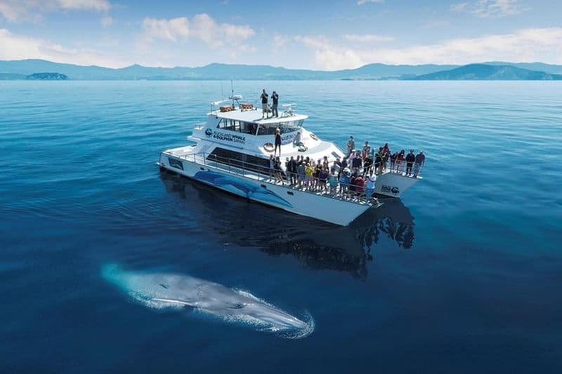 Billet Croisière d'observation de dauphins et baleines à Auckland