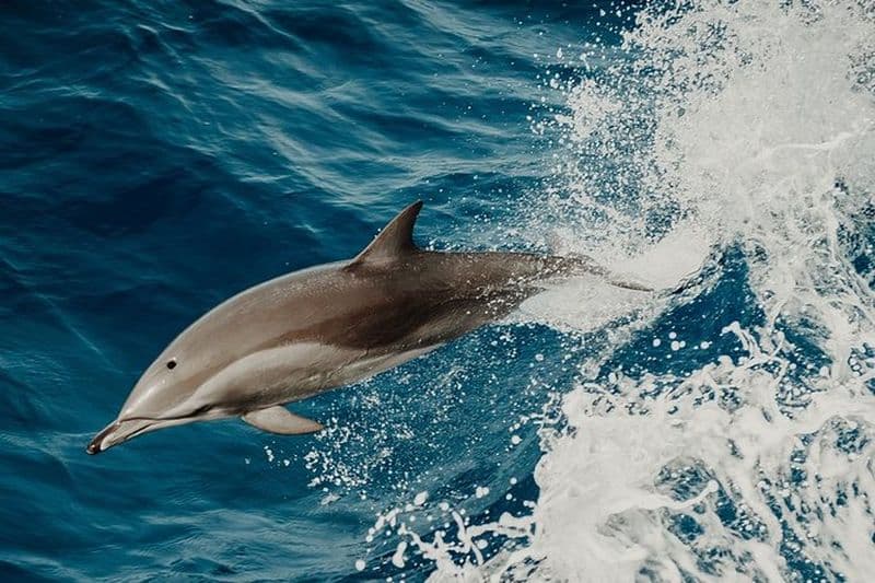 Billet Croisière d'observation des dauphins à Saint-Raphaël