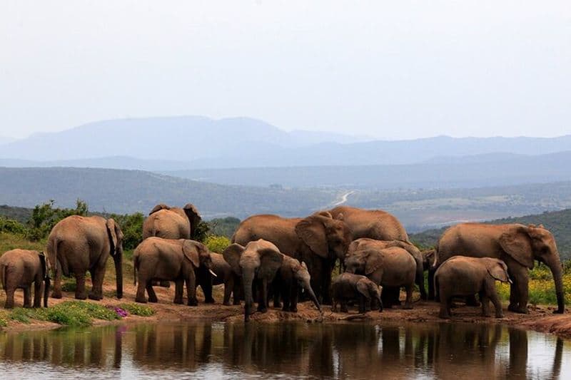 Billet Safari dans le Parc National des Éléphants d'Addo à Port Elizabeth