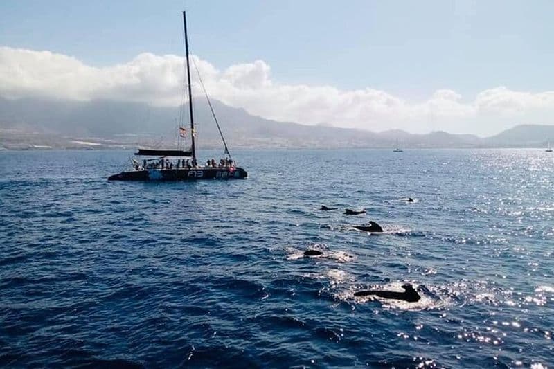 Balade en catamaran à Tenerife