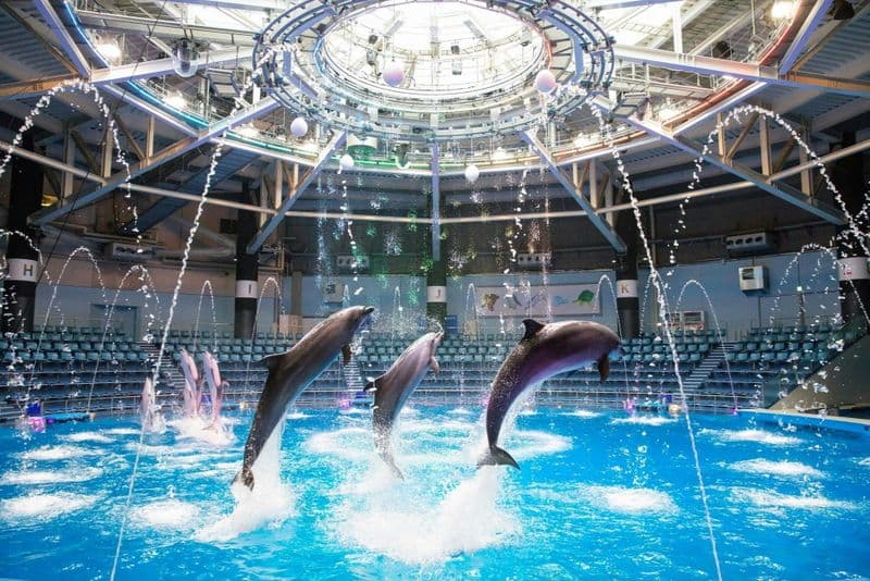 Billet Billets coupe-file pour Maxell Aqua Park Shinagawa avec spectacle de dauphins à Tokyo