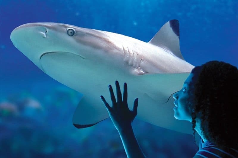 Billet Billets pour Sea Life Benalmádena à Malaga