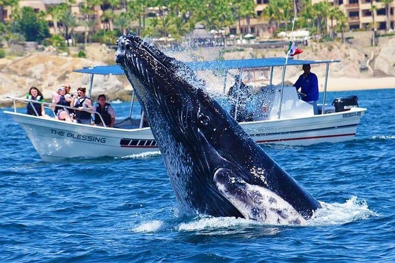 Billet Observation de baleines en catamaran à Los Cabos