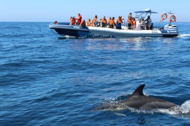 Balade en bateau avec observation des dauphins à Lagos