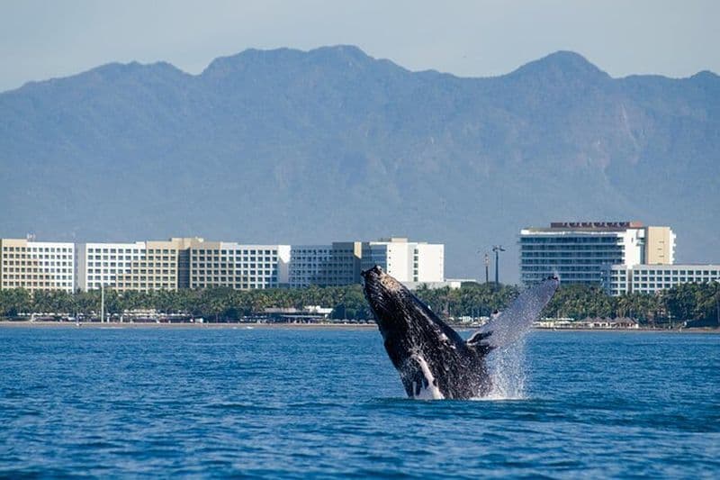 Croisière d'observation des baleines à Puerto Vallarta