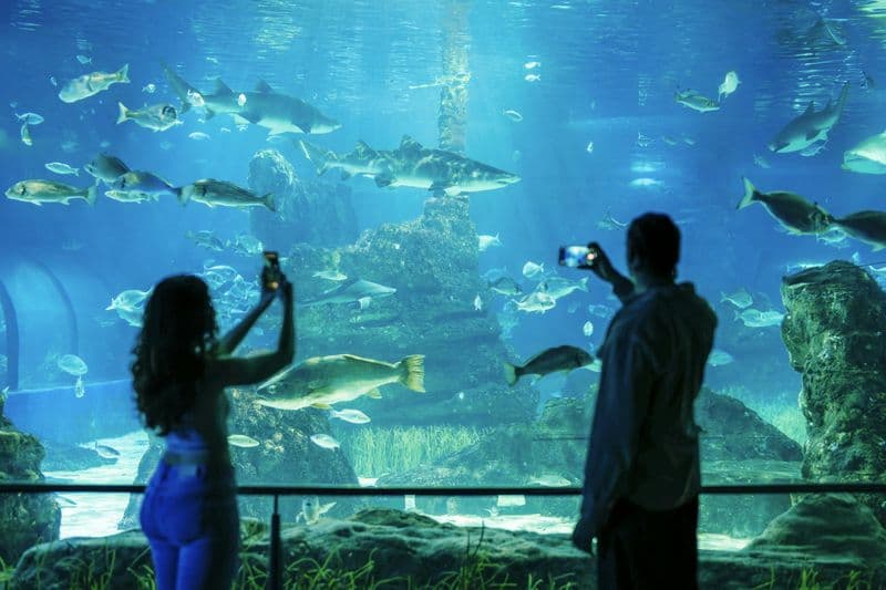 Billets flexibles pour l'Aquarium de Barcelone (sans date ni heure programmées)
