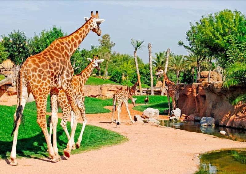 Billet Billets pour le Bioparc Valencia