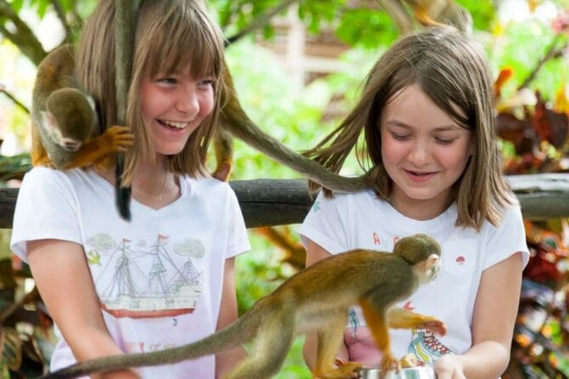 Excursion d’une journée à Monkeyland et aventure en tyrolienne