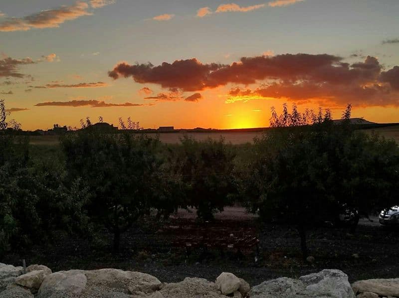 Agrigento vineyard and olive grove tour with starlit wine tasting