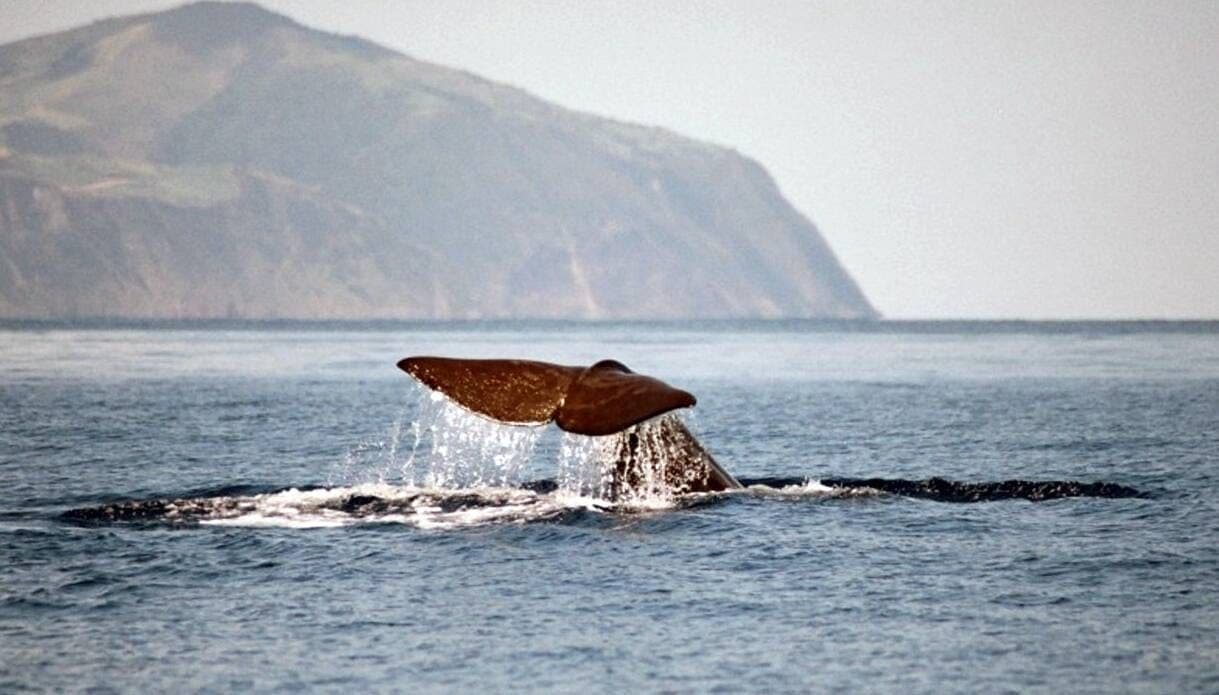 Observation des baleines à bord d'un bateau à moteur à São Miguel