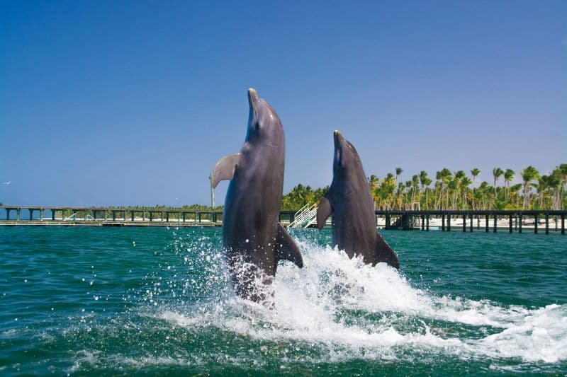 Billet Baignade avec les dauphins à Punta Cana