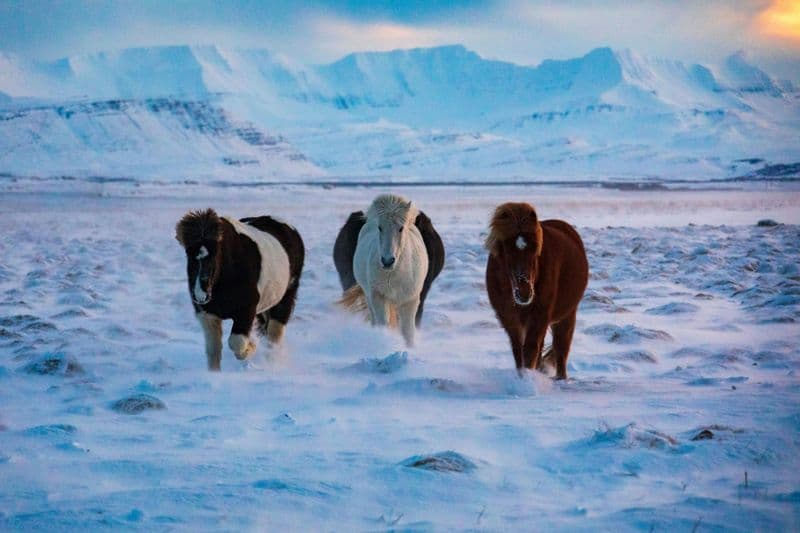 TUI Tour d'Islande à cheval