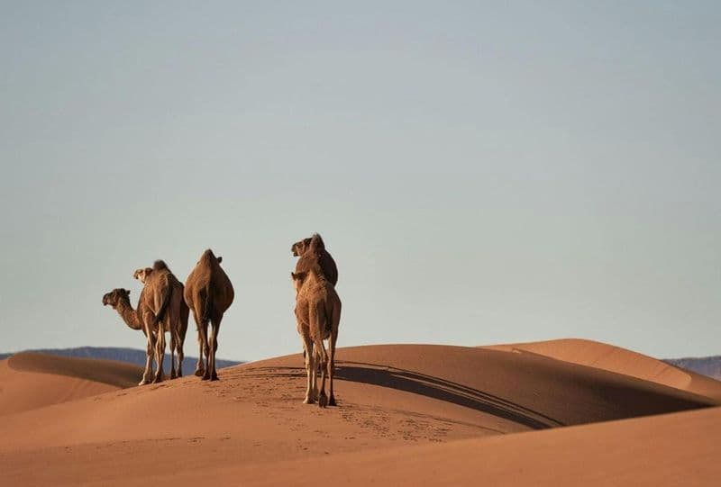 Billet Sahara adventure with optional 4x4 and camel ride
