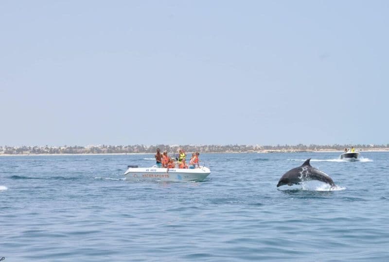 Excursion en bateau pour observer les dauphins au départ de Djerba