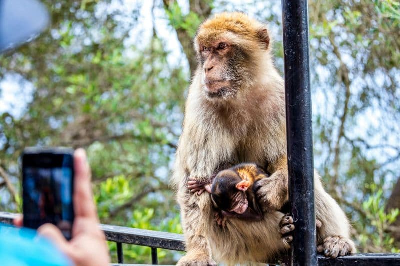 Journée à Gibraltar : Observation des dauphins en mer et visite du rocher