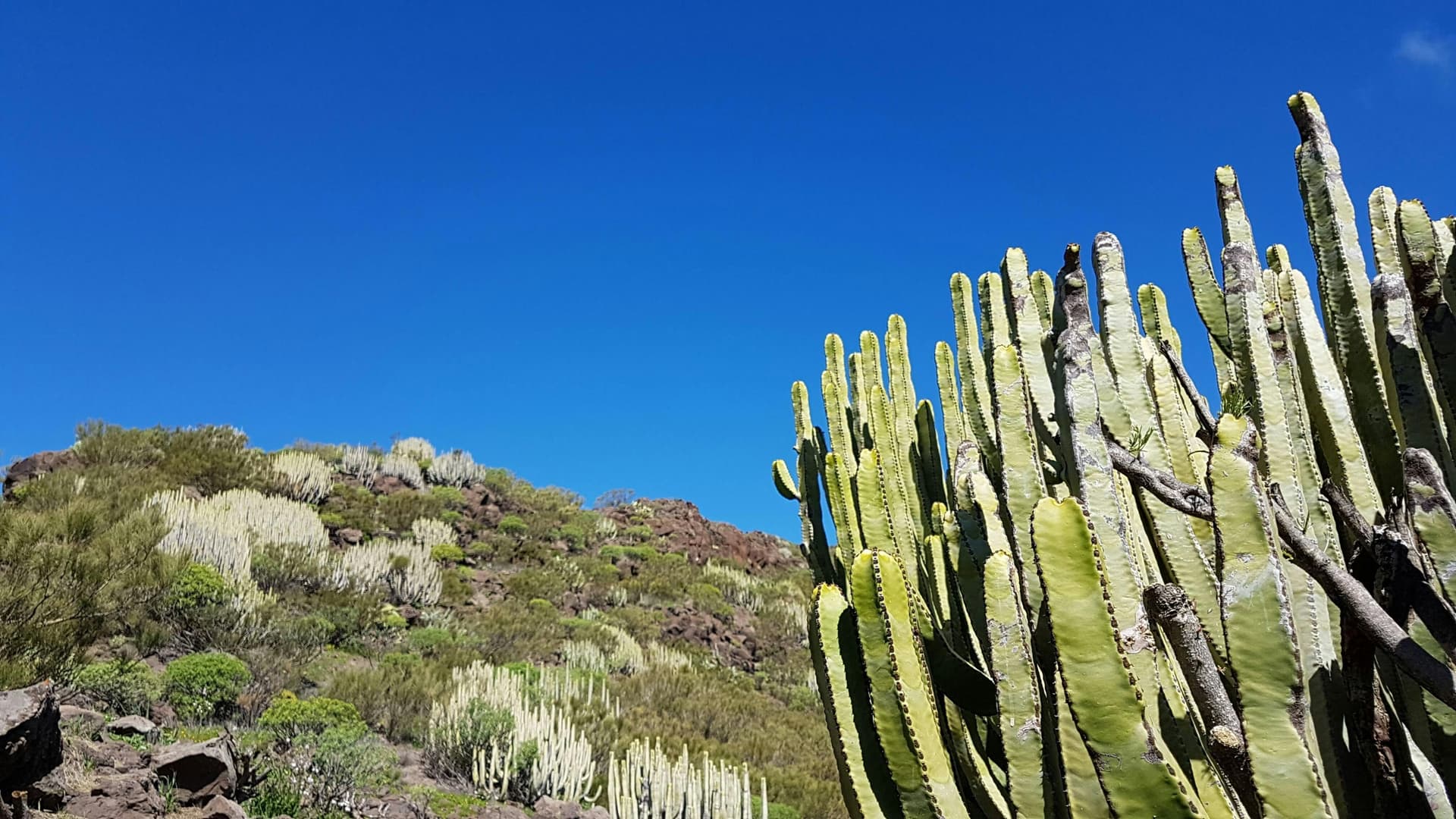 Randonnée dans le parc national du Teide avec Garachico et Masca