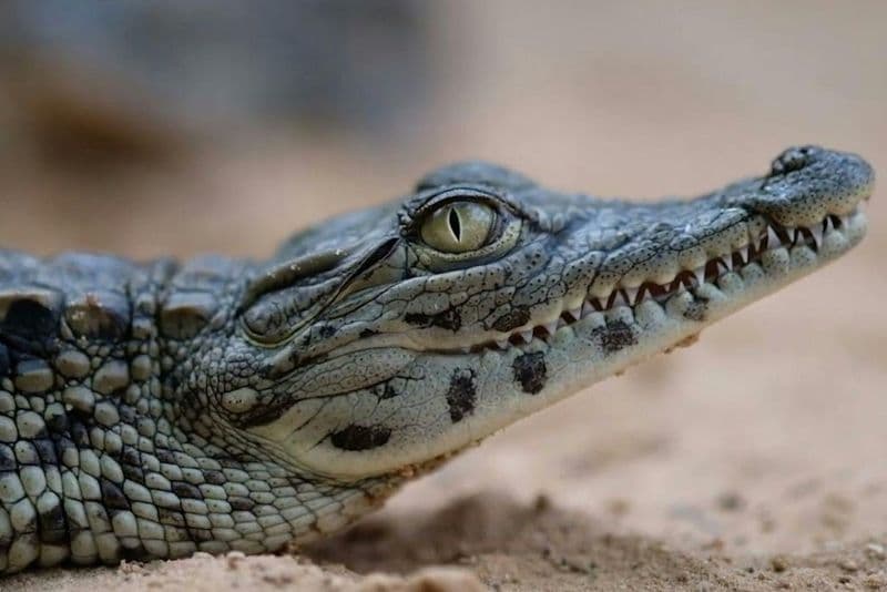 Djerba Explore complex tour with pick-up