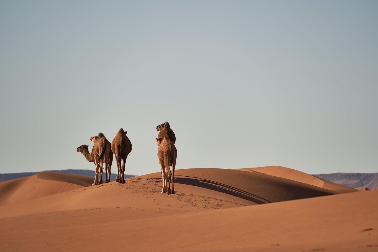 Visite guidée de Douz, Matmata et Toujane au départ de Djerba ou Zarzis en jeep