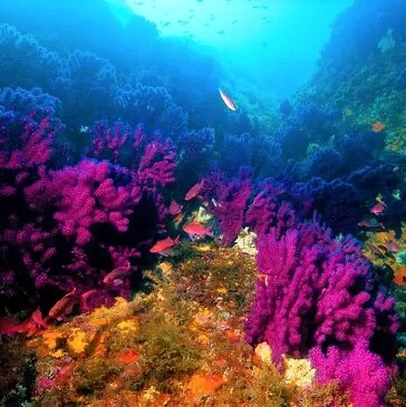Baptême de Plongée dans le Parc National de Port-Cros