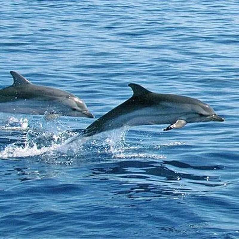 Billet Rencontrer des Baleines et des Dauphins à Cannes