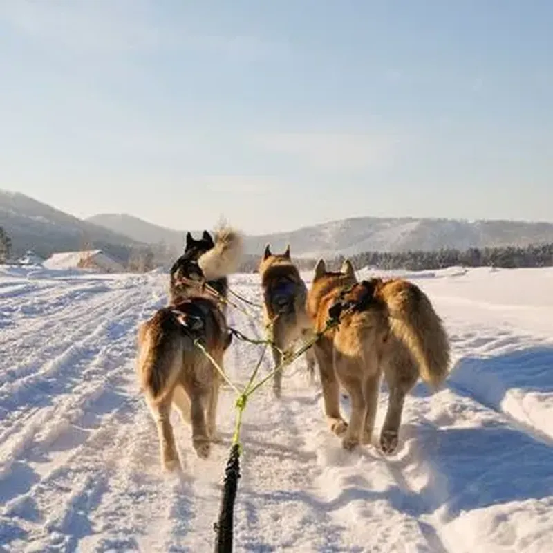 Conduite d'un Attelage de Chiens de Traîneau - Pyrénées Catalanes
