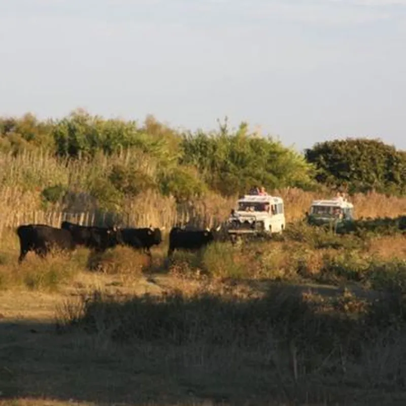 Randonnée Safari en 4x4 en Camargue près d'Arles
