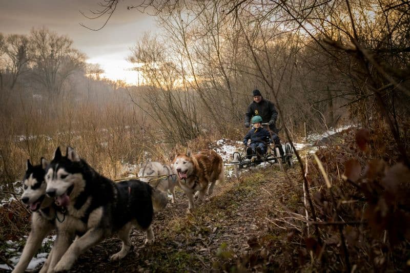 Zakopane : Promenade en traîneau à chiens dans les Tatras depuis Cracovie
