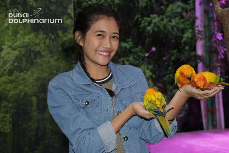 Billet Dolphinarium de Dubaï : Spectacle d'oiseaux exotiques du parc Creek