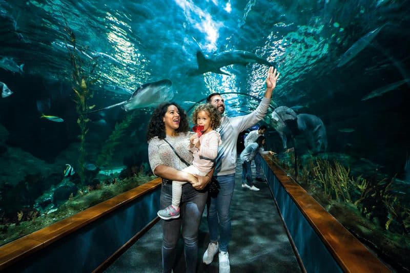 Loro Parque : Billet d'entrée