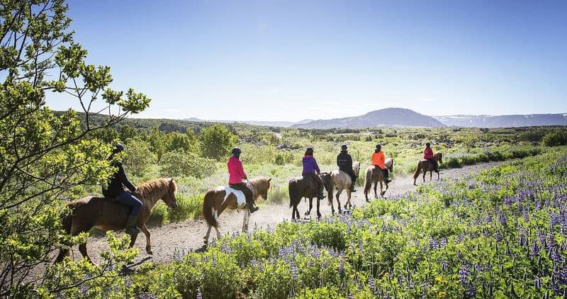 Balade sur des chevaux islandais à travers les champs de lave de Hafnarfjörður