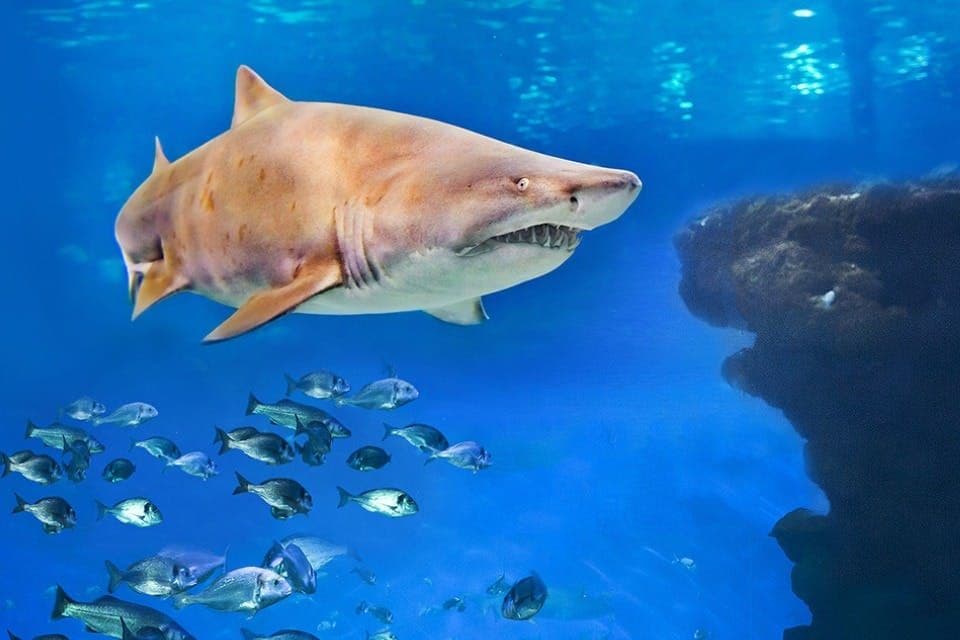 Aquarium de Palma : Entrée + plongée avec les requins