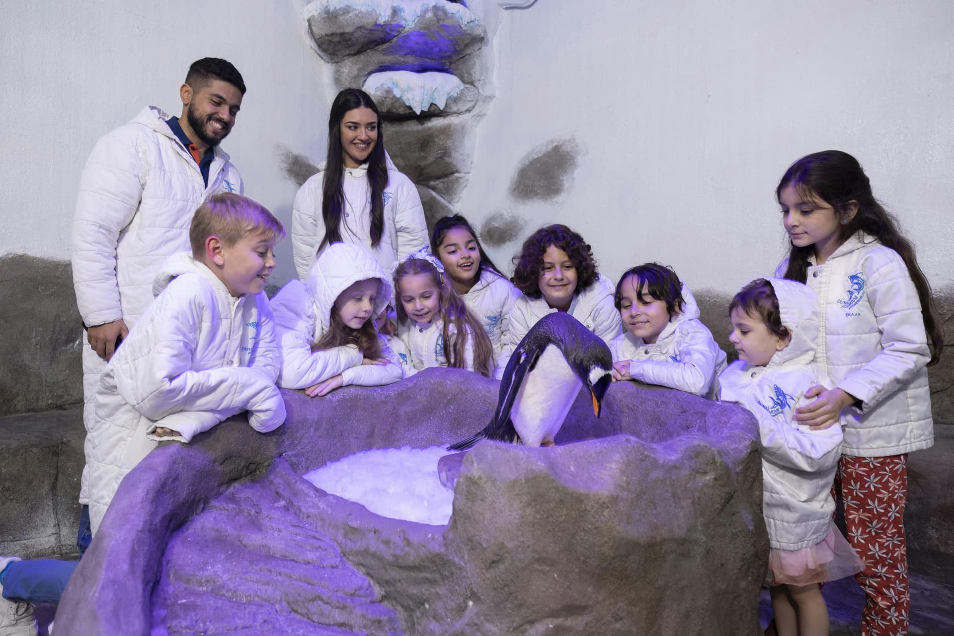 Aquarium et zoo sous-marin de Dubaï : Billet d'entrée + Rencontre avec les pingouins