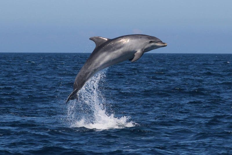Sagres : Observation des dauphins et visite guidée des grottes
