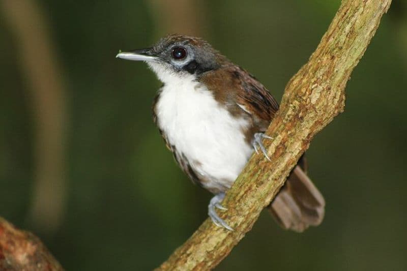 Observation des oiseaux Pipeline Road À partir de Cruise Port Colon 2000