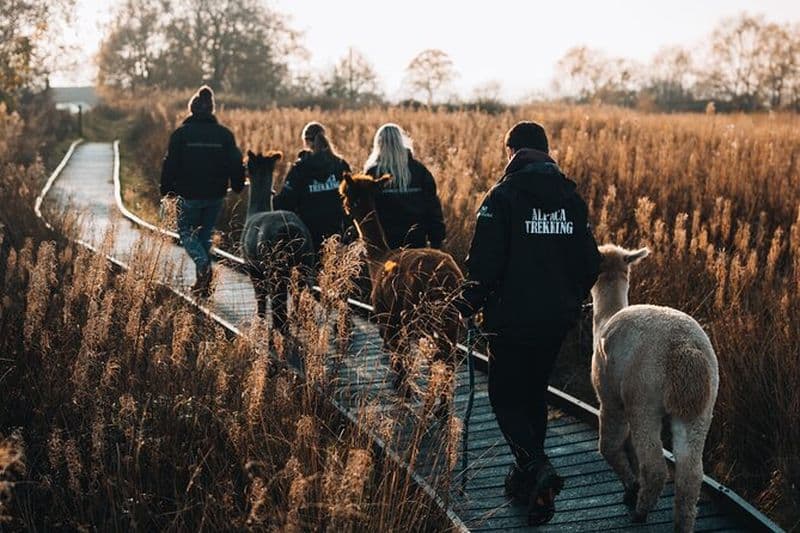 Expérience de randonnée en alpaga à Wetley Moor Common