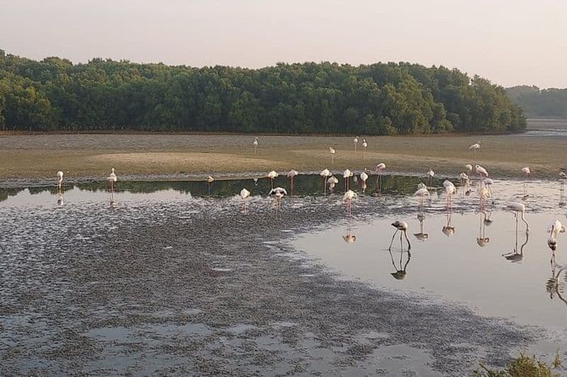 Billet Visite d'observation des oiseaux à Dubaï