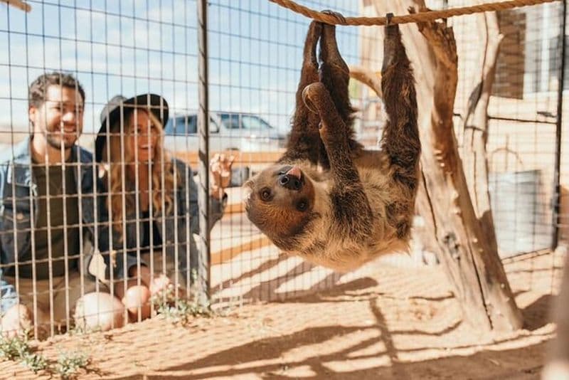 Billet Balade en tramway et visite du zoo de Las Vegas Safari à Camel Safari