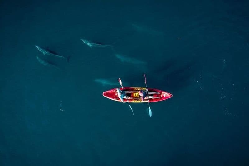 Activité guidée de 2 heures en kayak avec les dauphins