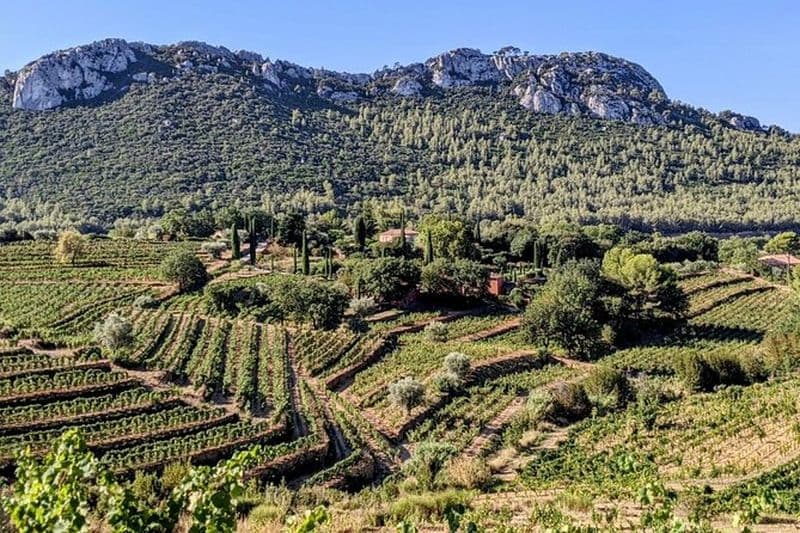 Billet Visite Privée du Vignoble et Dégustation des Vins de Bandol