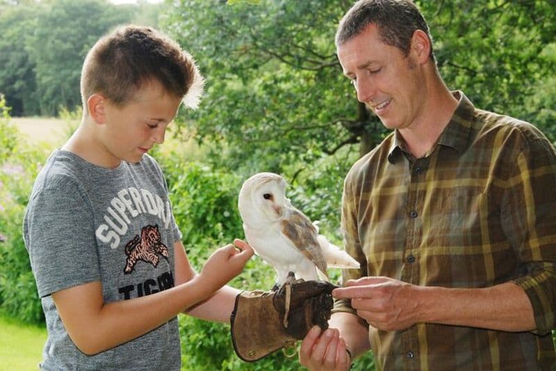 Billet Expérience privée en famille d'oiseaux de proie à Carlisle