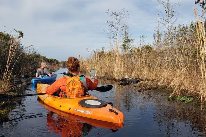 Billet Marais d'Okefenokee : visite guidée en kayak avec un naturaliste local