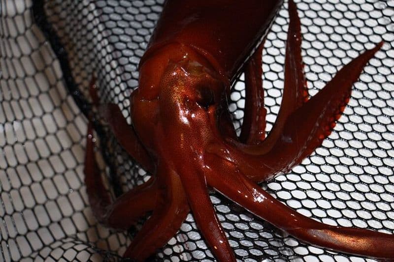 Pêche au calmar de nuit - privé