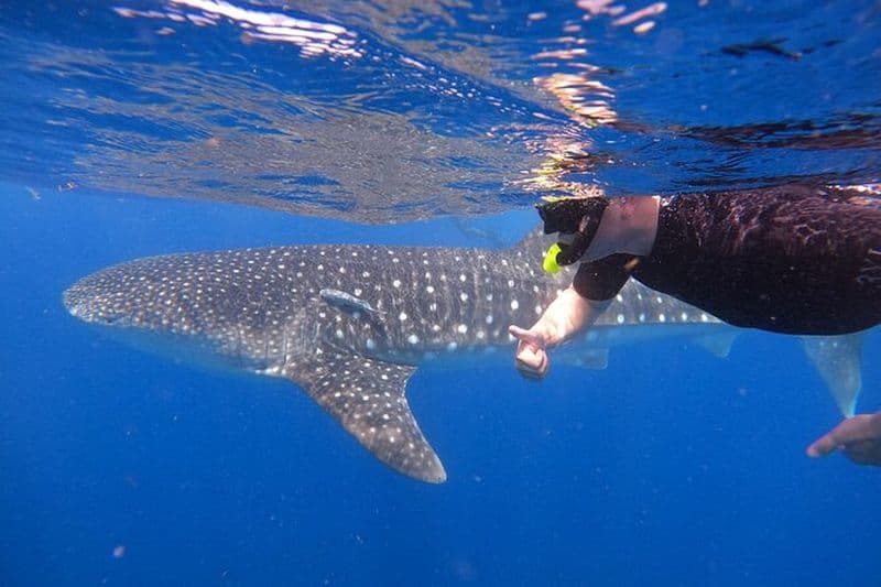 Excursion avec les requins baleines au départ de Cancun, Playa del Carmen, Tulum et Riviera Maya