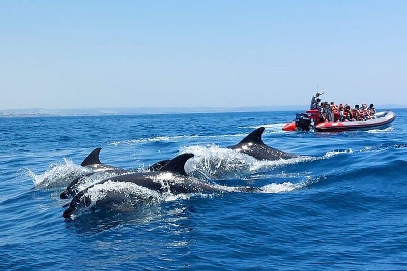 Recherche de dauphins et grottes de Benagil depuis Albufeira